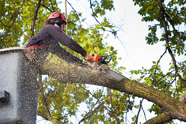 Best Palm Tree Trimming  in Moorhead, MN